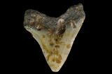3.02" Fossil Megalodon Tooth - North Carolina - #130069-2